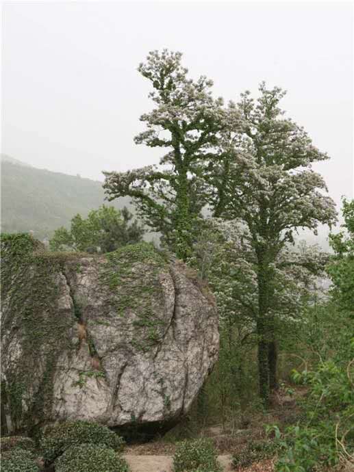 楸树