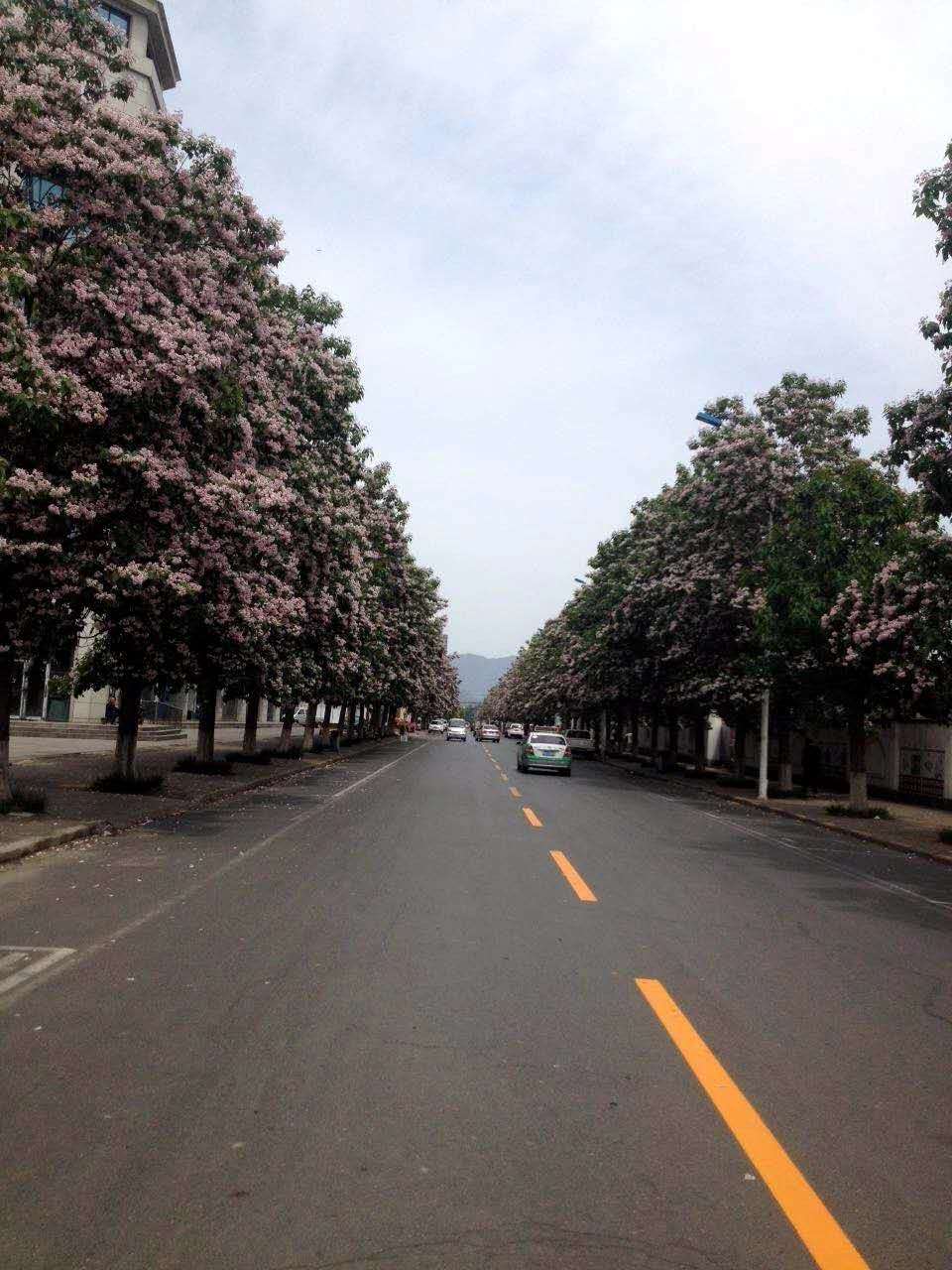 楸树